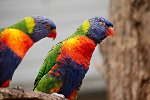 Biotropica