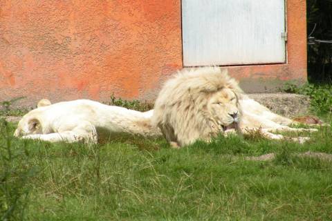 Zoo Jurques