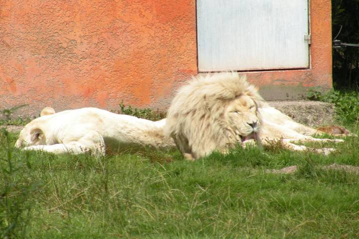 Zoo Jurques : Lions blancs