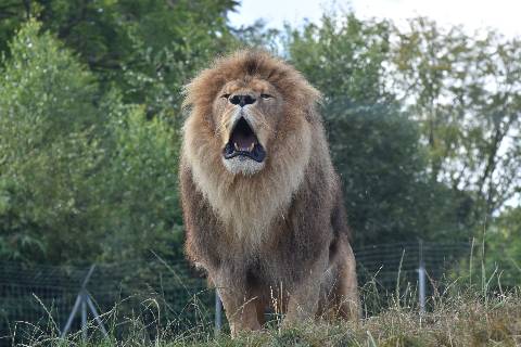 Zoos en Normandie