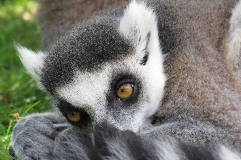 Zoo Champrepus
