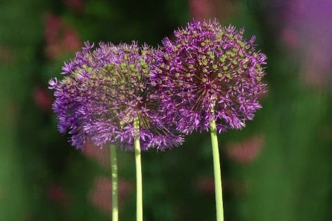Jardins Orne