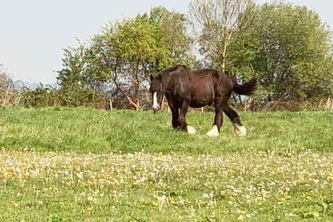 Marais Vernier : Cheval