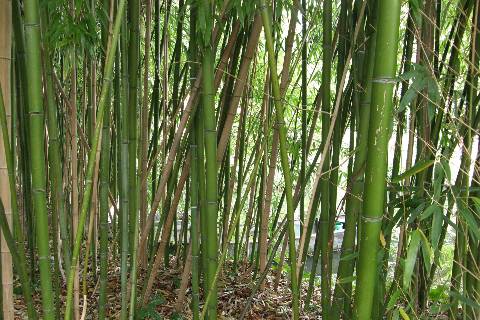 Musée des Impressionnismes Giverny