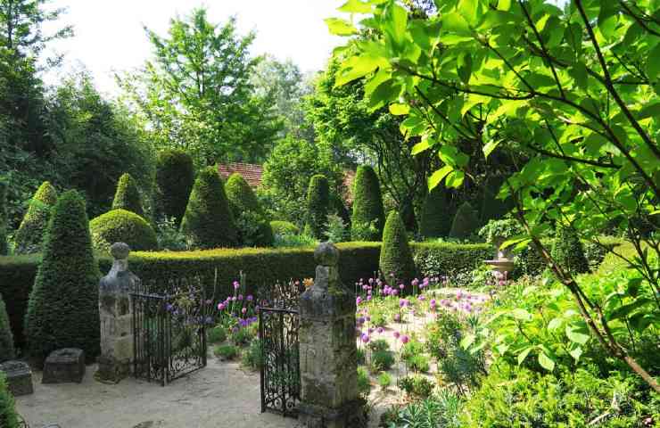 jardin d'agapanthe
