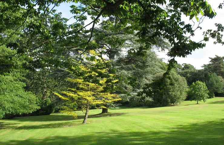 Le bois de Moutiers